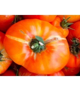 plantel de tomate old german