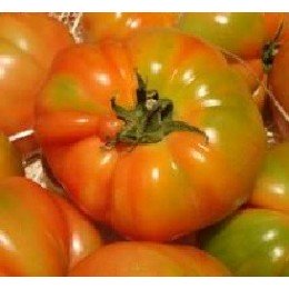 tomate Muchamiel - plantel