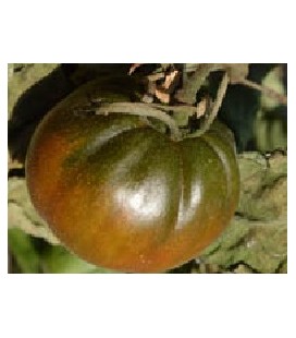 tomate negro de Santiago -plantel