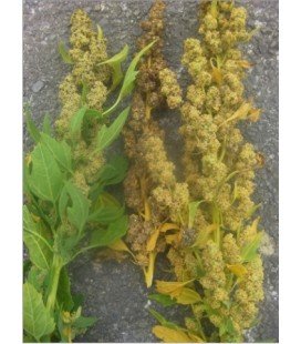 quinoa shelly 25 (semillas ecológicas)
