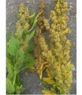 quinoa shelly 25 (semillas ecológicas)