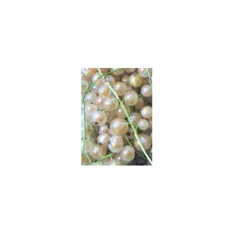 planta de grosellero blanco en maceta