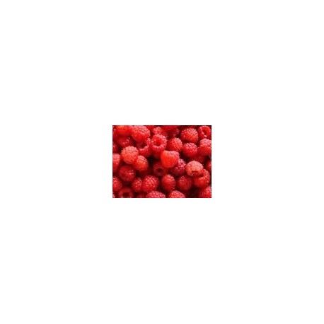 planta de frambueso rojo en maceta