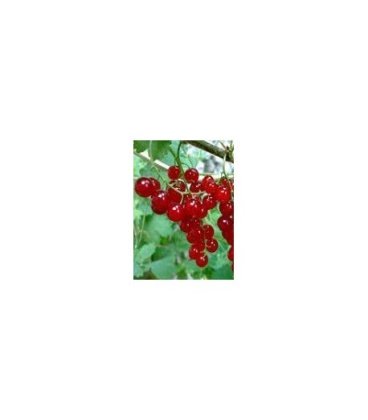 planta de grosellero rojo en maceta