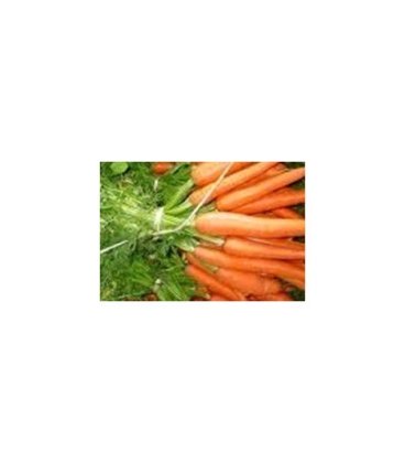 plantel de zanahoria