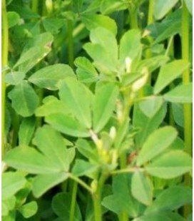 alholva, fenogreco (Trigonella foenum-graecum) semillas ecológicas