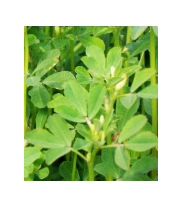 alholva, fenogreco (Trigonella foenum-graecum) semillas ecológicas