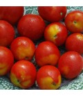 tomate alaskan fancy