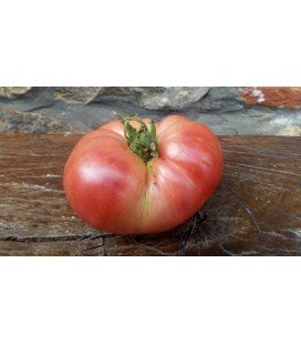 tomate rosa Pasiego - planta