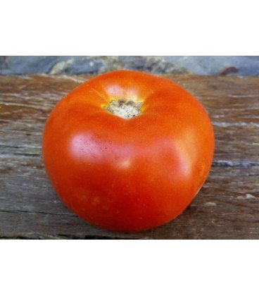 tomate aker´s west virginia