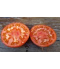 tomate aker´s west virginia