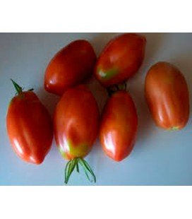 tomate pera- plantel