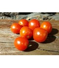 semillas de tomate Stupice