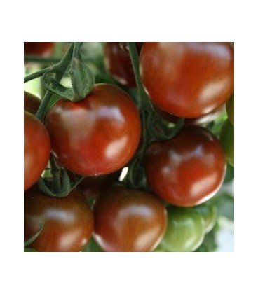 tomate Sunchocola - cherry negro F1