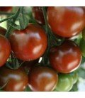 tomate Sunchocola - cherry negro F1
