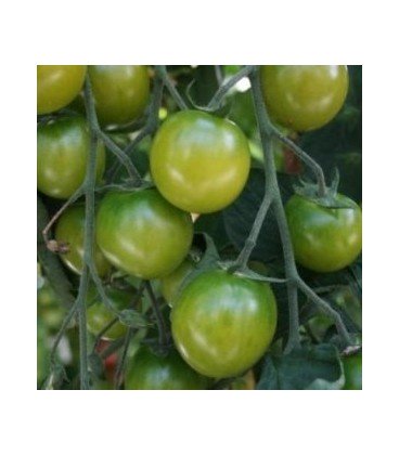 tomate Sungreen - cherry verde F1