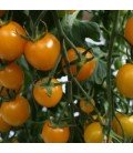 tomate Sunlemon - cherry amarillo F1