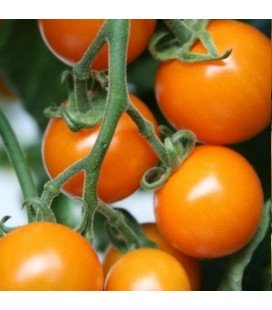 tomate Sungold - cherry naranja F1 - semillas no tratadas
