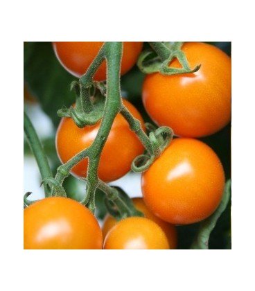 tomate Sungold - cherry naranja F1