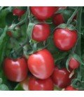 tomate Sunpeach - cherry F1