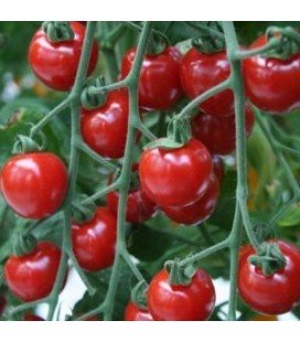 tomate Gardenberry - cherry corazón F1