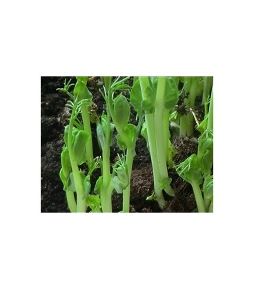 Guisante tirabeque Usui - semillas ecológicas