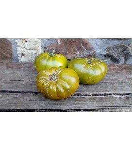 plantel de tomate Verde de las Landas