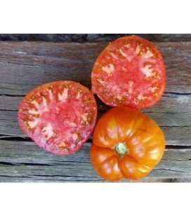plantel de tomate antiguo de Valdeporres
