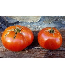 plantel de tomate de Barcenilla