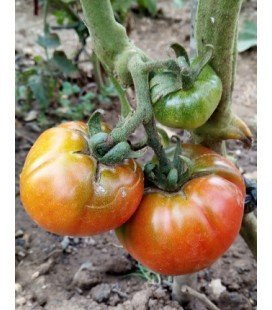 plantel de tomate Aretxableta