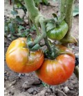 plantel de tomate Aretxableta