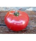 tomate artxabaleta