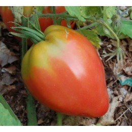 semillas de tomate Anna Russian