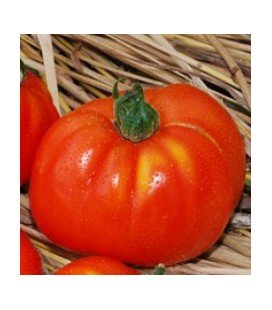 tomate merveille des marches