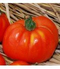 tomate merveille des marches - semillas no tratadas