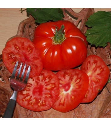 tomate super Marmande