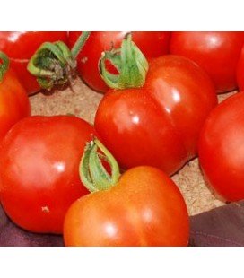 semillas de tomate FATHER FROST