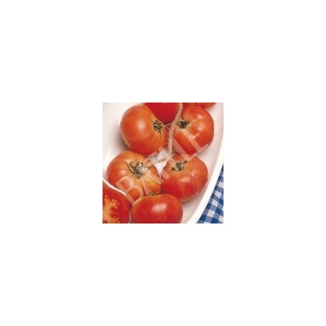 semillas tomate colgar