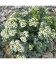 crambe maritima