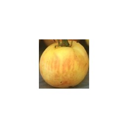 semillas de tomate melocotón - cocomas