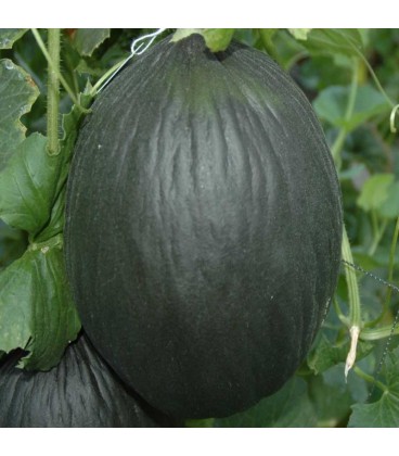melón tendral negro - semillas ecológicas