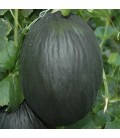 melón tendral negro - semillas no tratadas