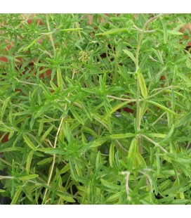 ajedrea de jardín - semillas no tratadas