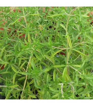 ajedrea de jardín - semillas ecológicas