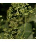 anis (pimpinella anisum) semillas sin tratar
