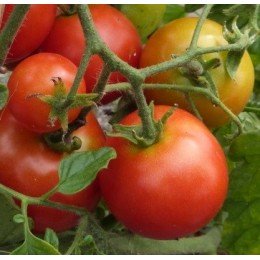 Tomate sub artic plenty