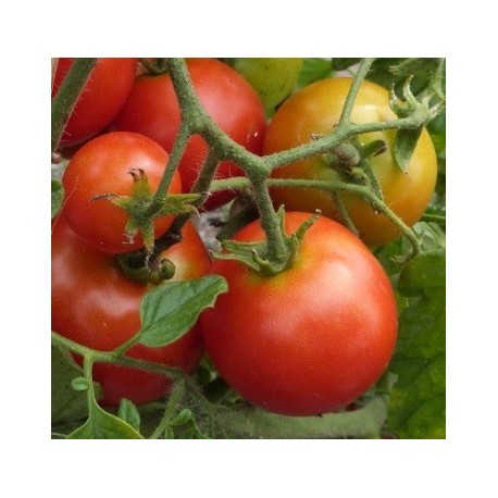  tomate sub artic plenty