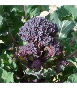 Brócoli Early Purple (Semillas no tratadas)