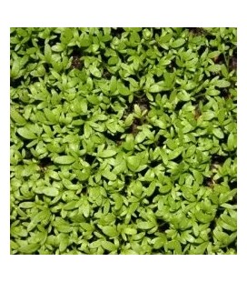 berro cresso - semillas ecológicas