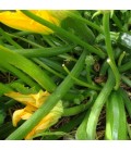 calabacín zucchini- semillas no tradas